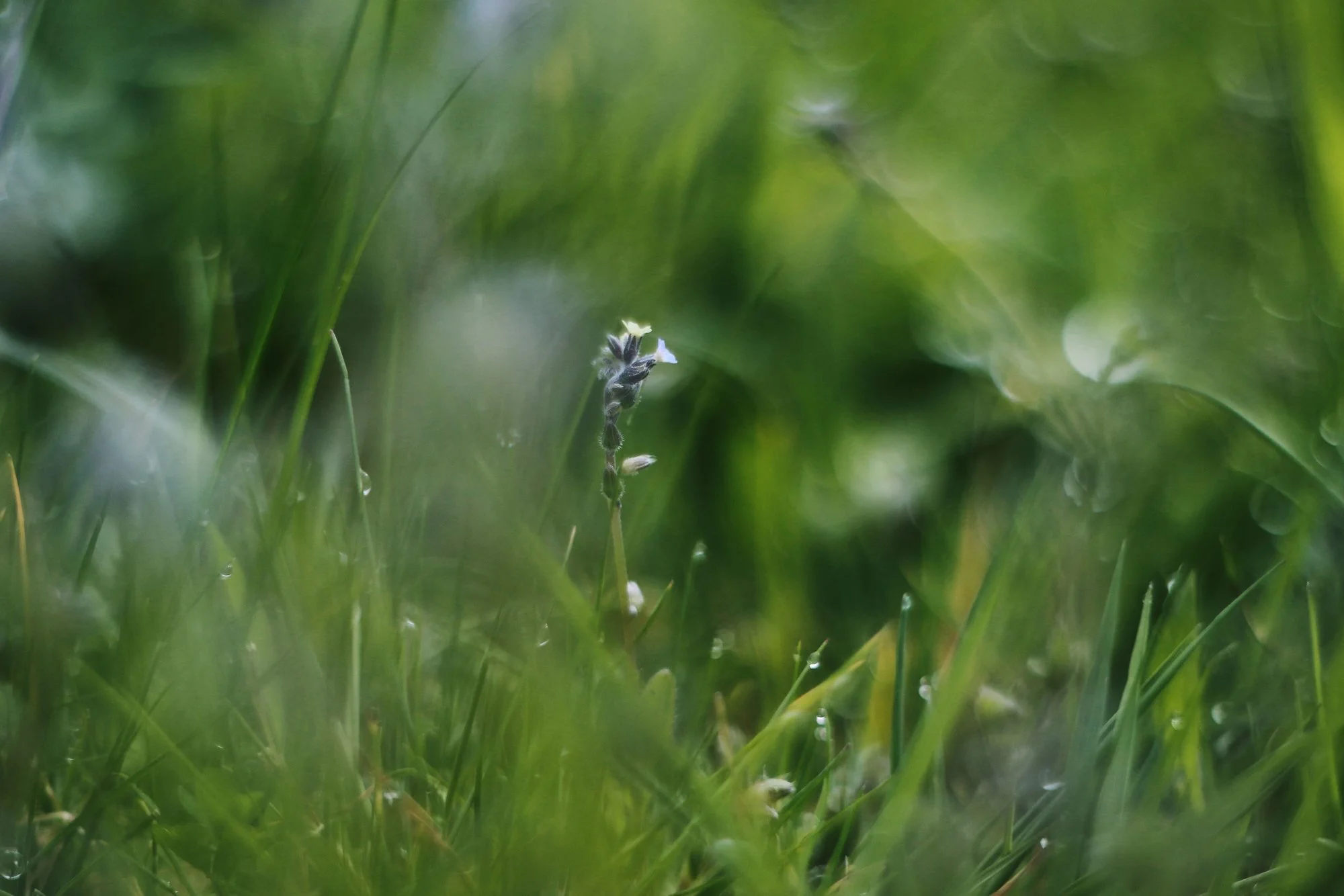 Mai02.webp
