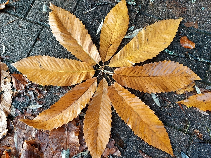 Mandala aus Kastanienblättern.jpg
