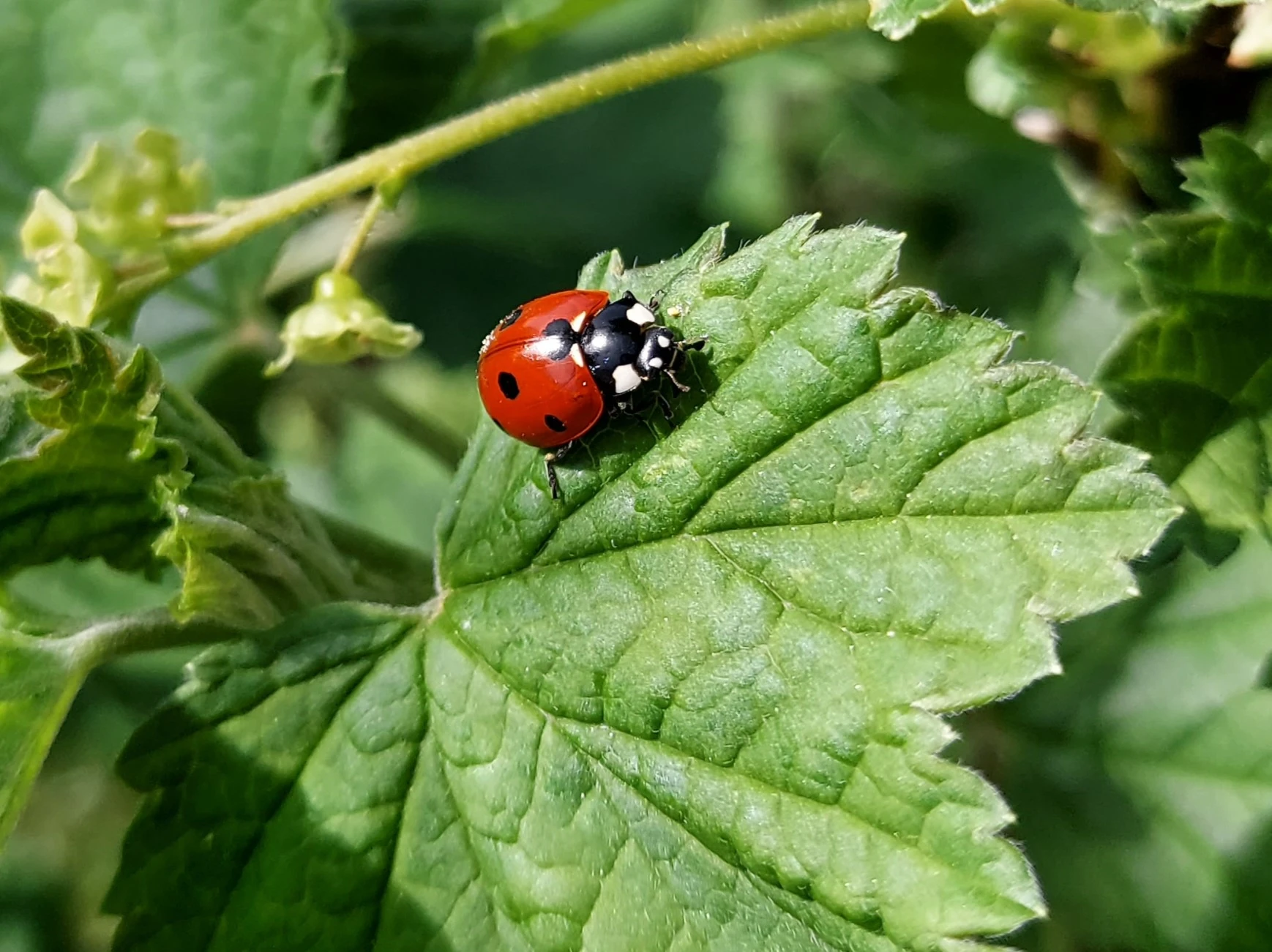Marienkäfer 3.webp