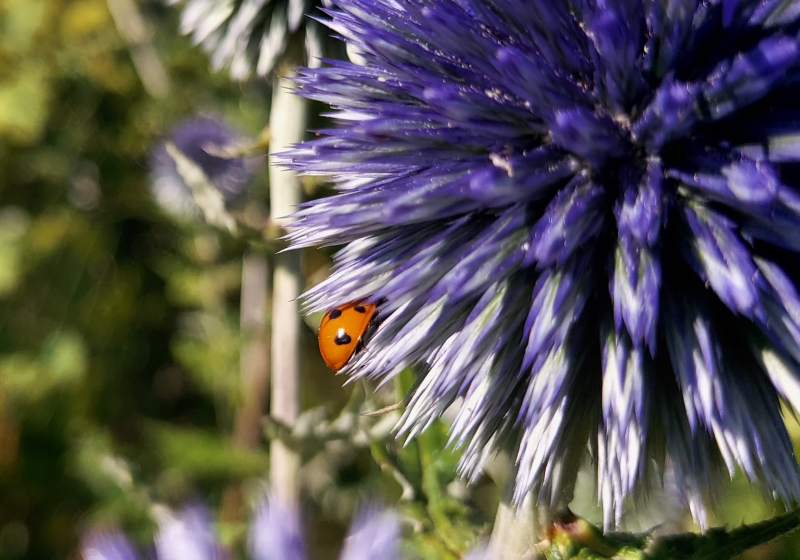 Marienkäfer an blauen Disteln .webp