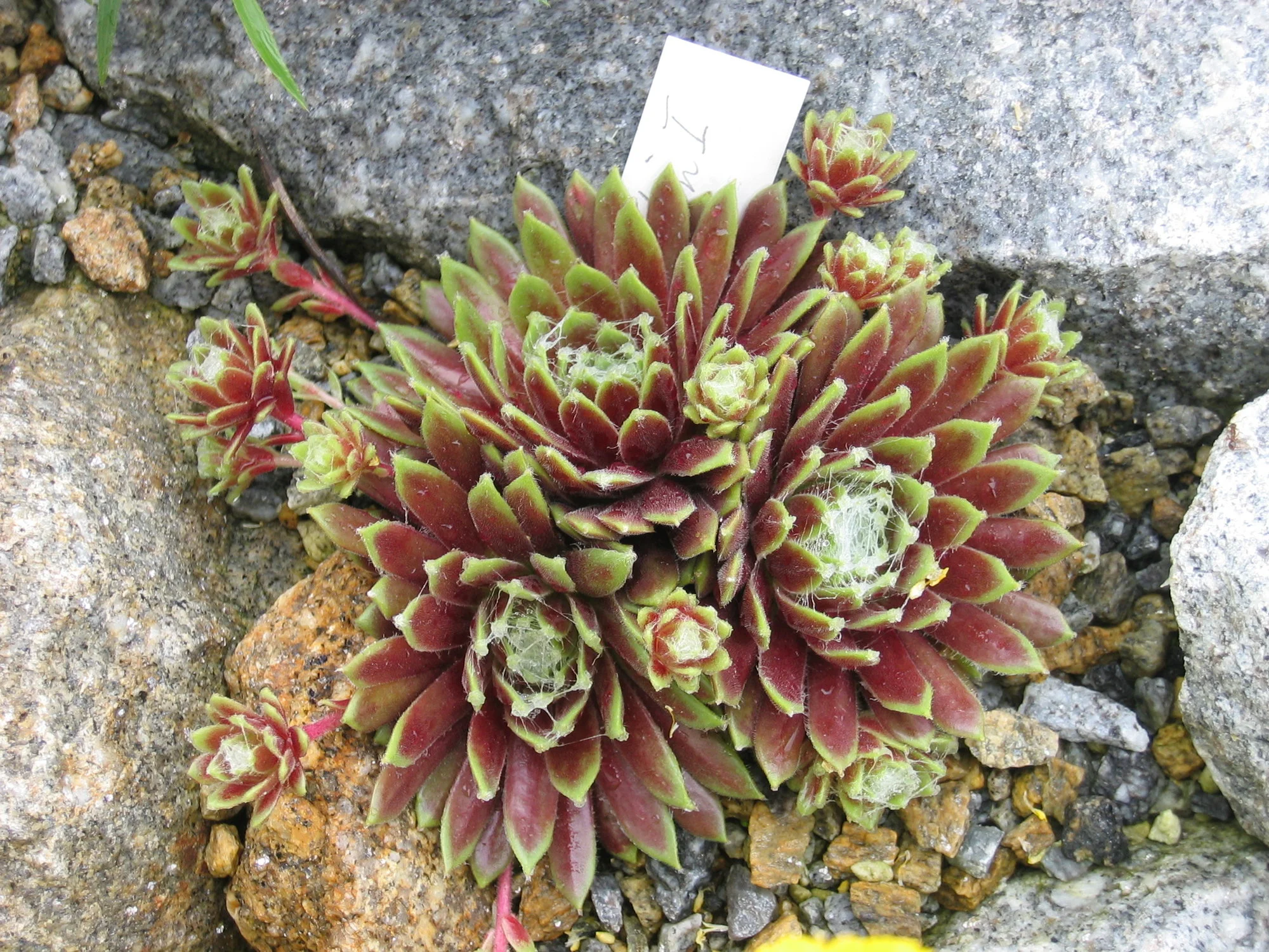 Martin I. 16.05.09.webp