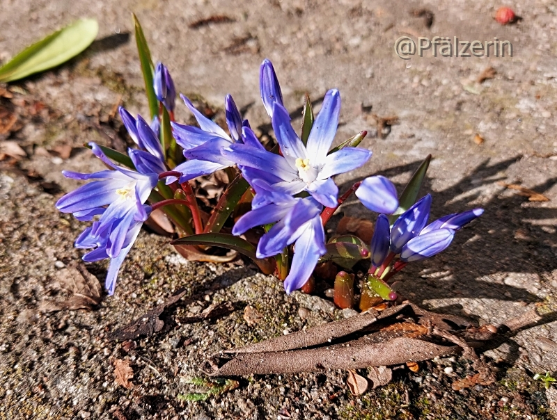 Mauerblümchen und blauer Himmel 2.webp