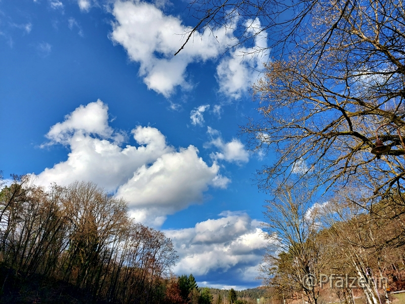 Mauerblümchen und blauer Himmel 3.webp