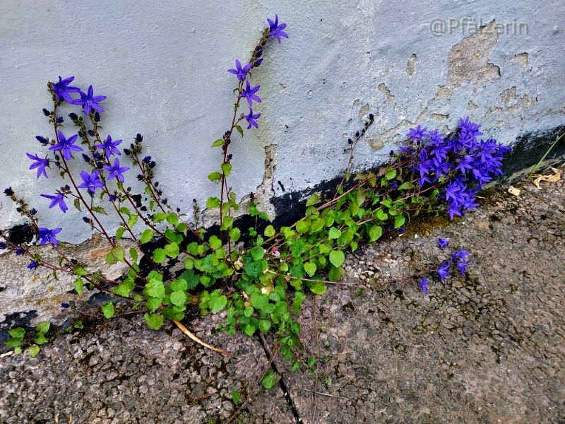 Mauerblümchen.webp