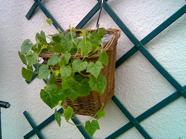 Mex. Minigurke 2009.webp