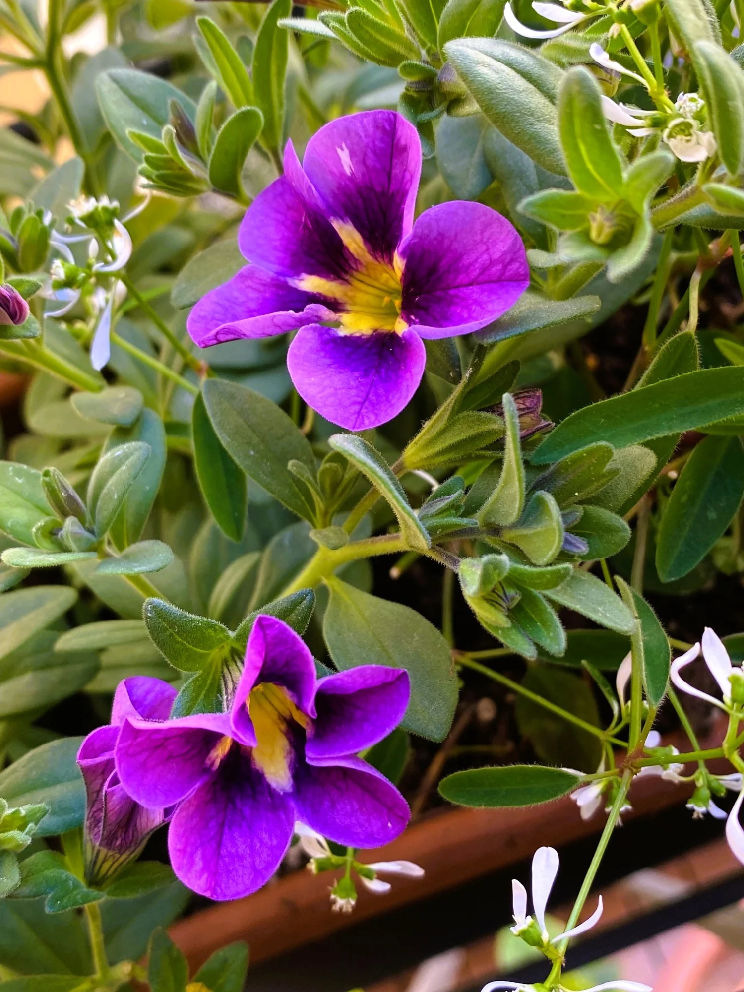 Million Bells 1.webp