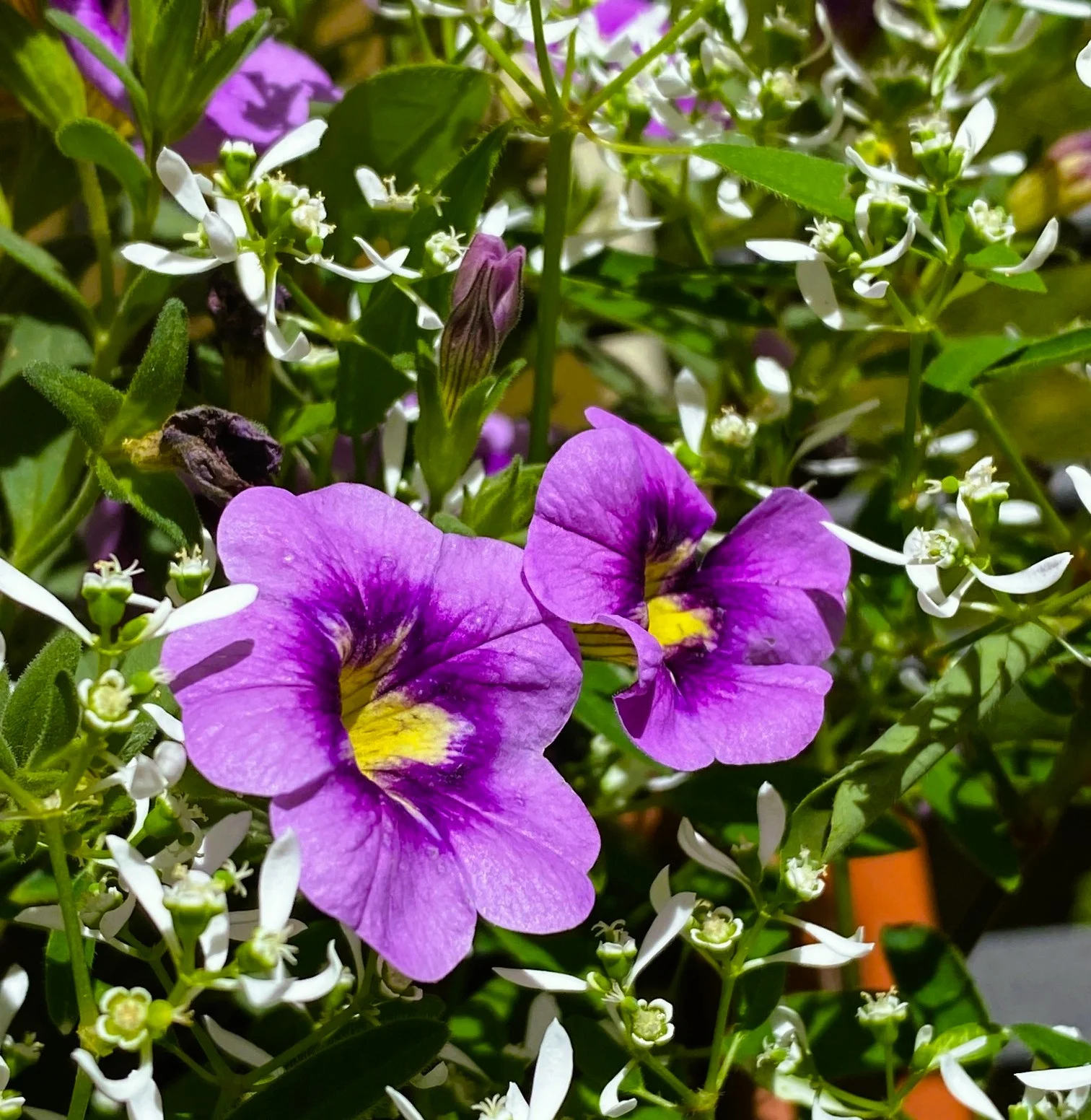 Million Bells blau.webp