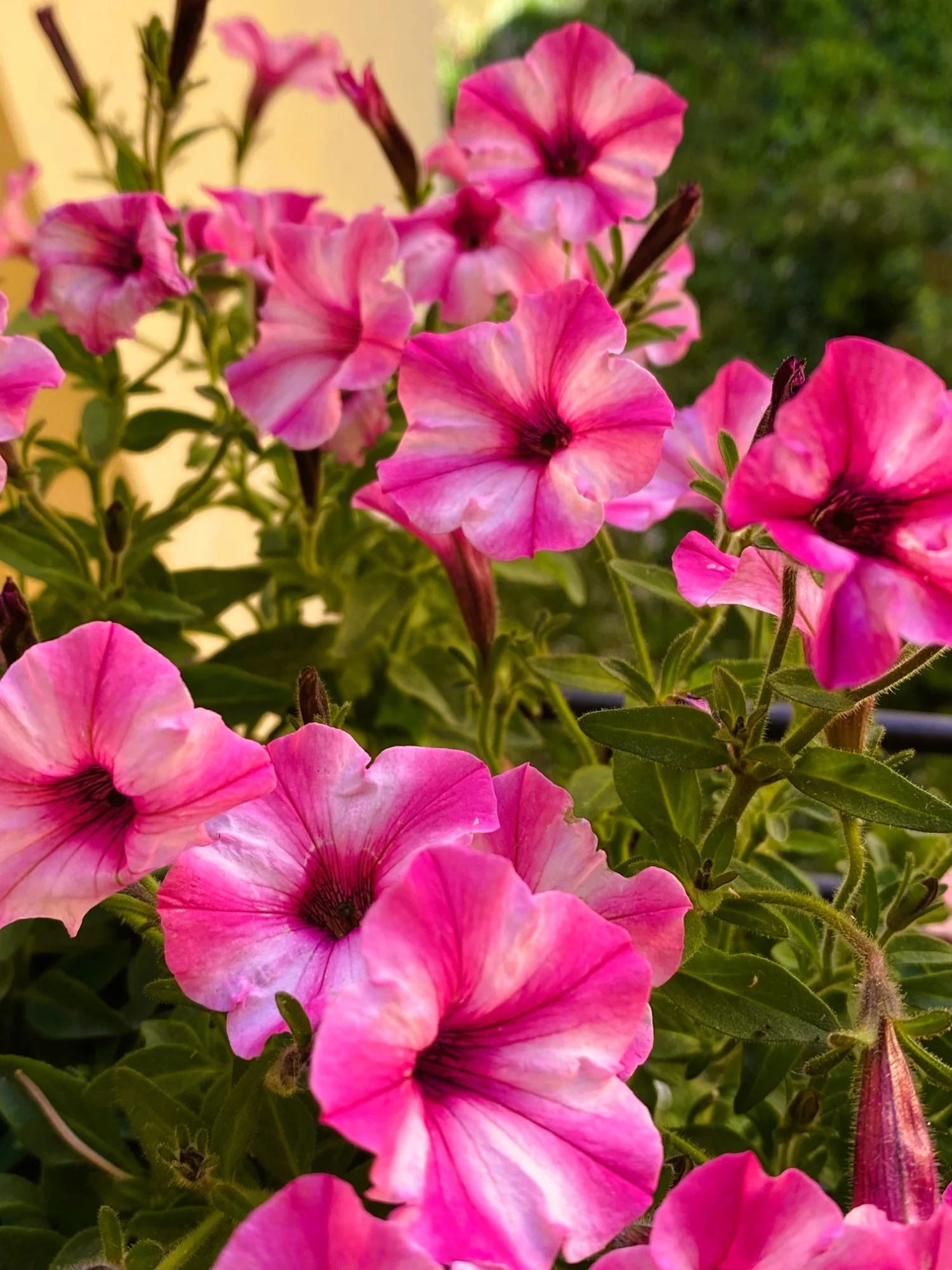 Million Bells.webp
