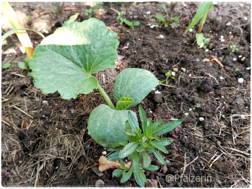Milpa-Beet 1.jpg