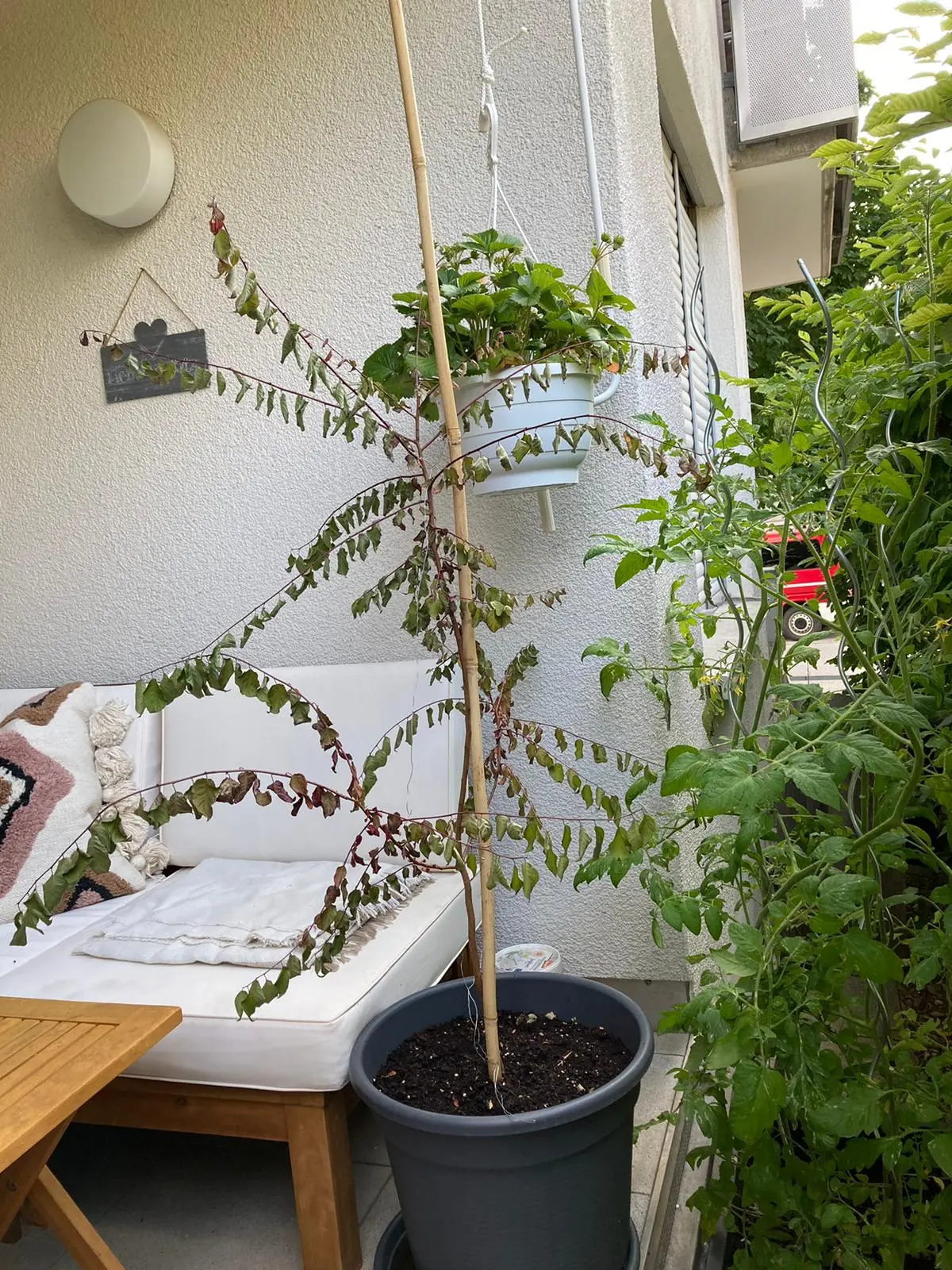 Mirabellenbaum lässt Blätter hängen