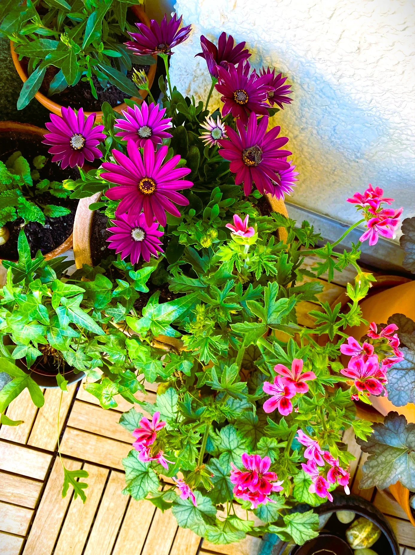 Mittagsblume.webp