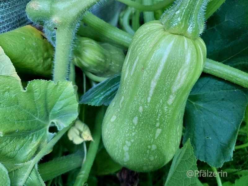 Mitte August Butternut-Kürbis a.webp