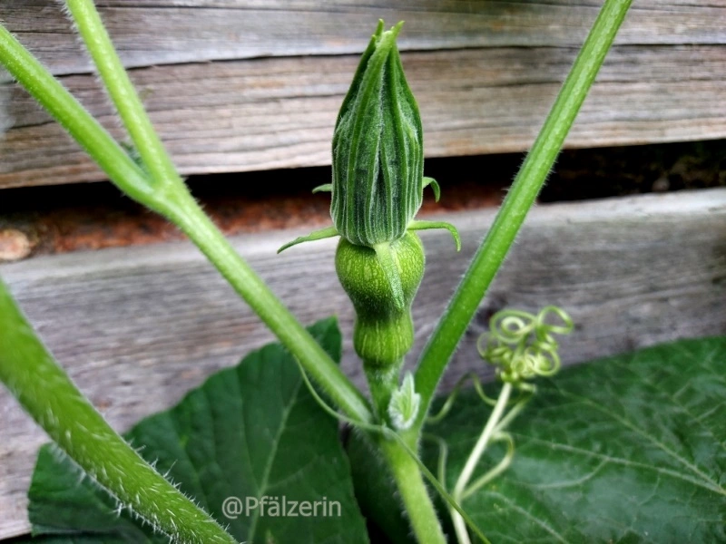Mitte August Butternut-Kürbis b.webp