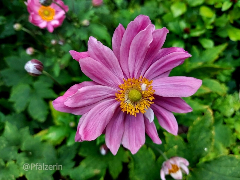 Mitte August Herbstanemonen.webp