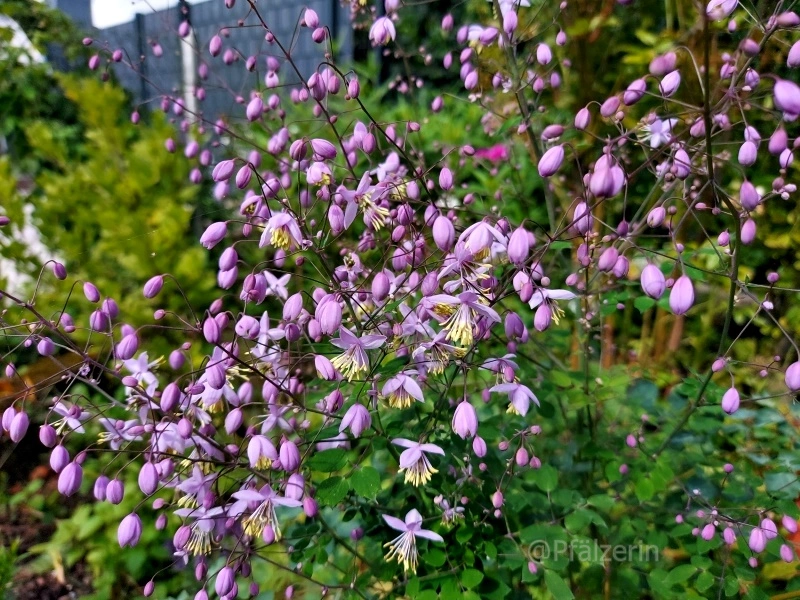 Mitte August Wiesenraute.webp