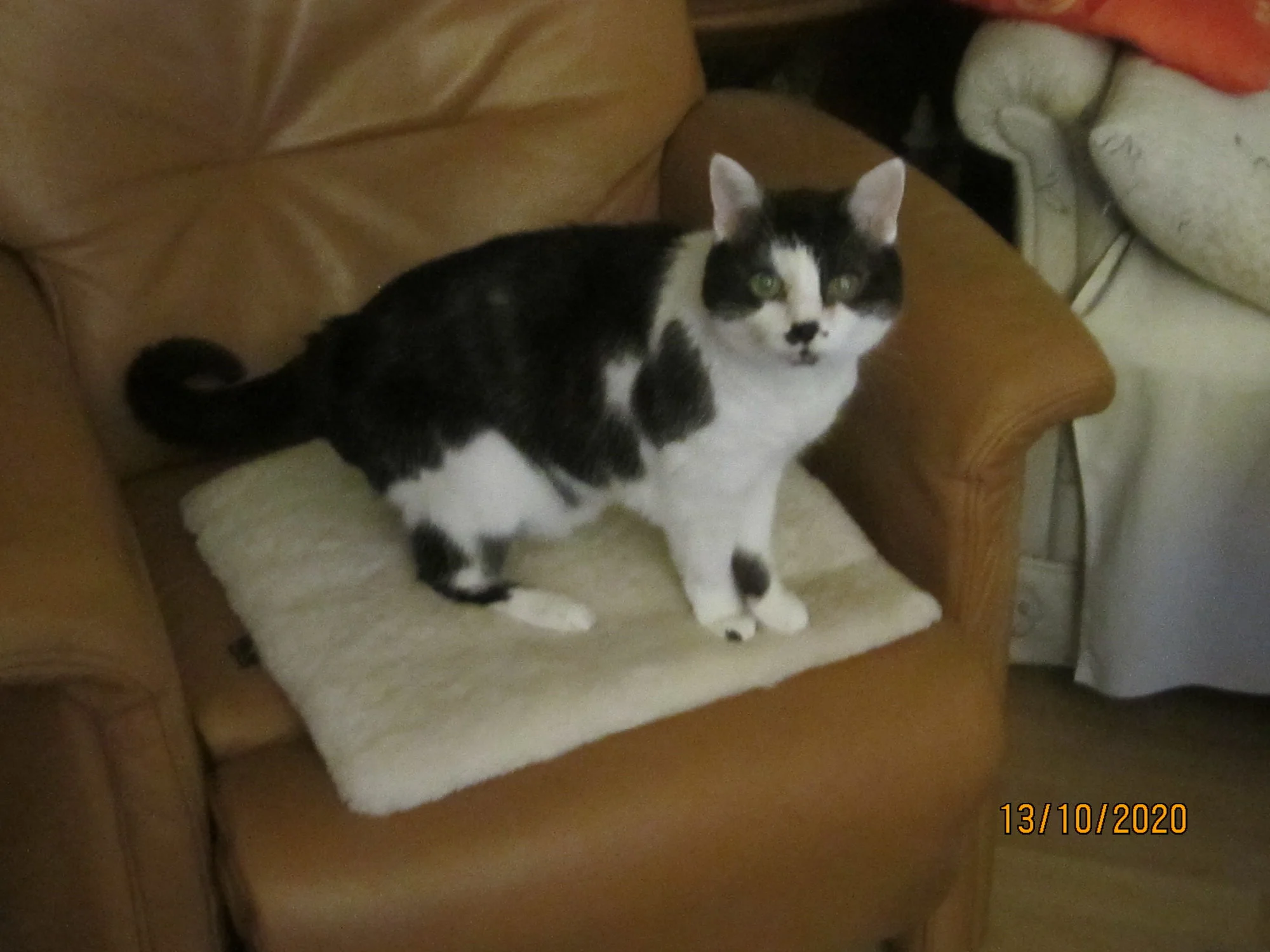 Mizzi1.webp