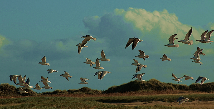 Möwen_Abflug2_900.webp