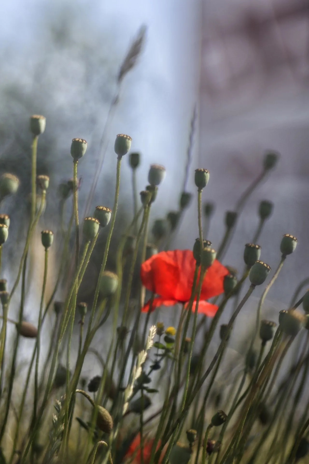 Mohn01.JPG