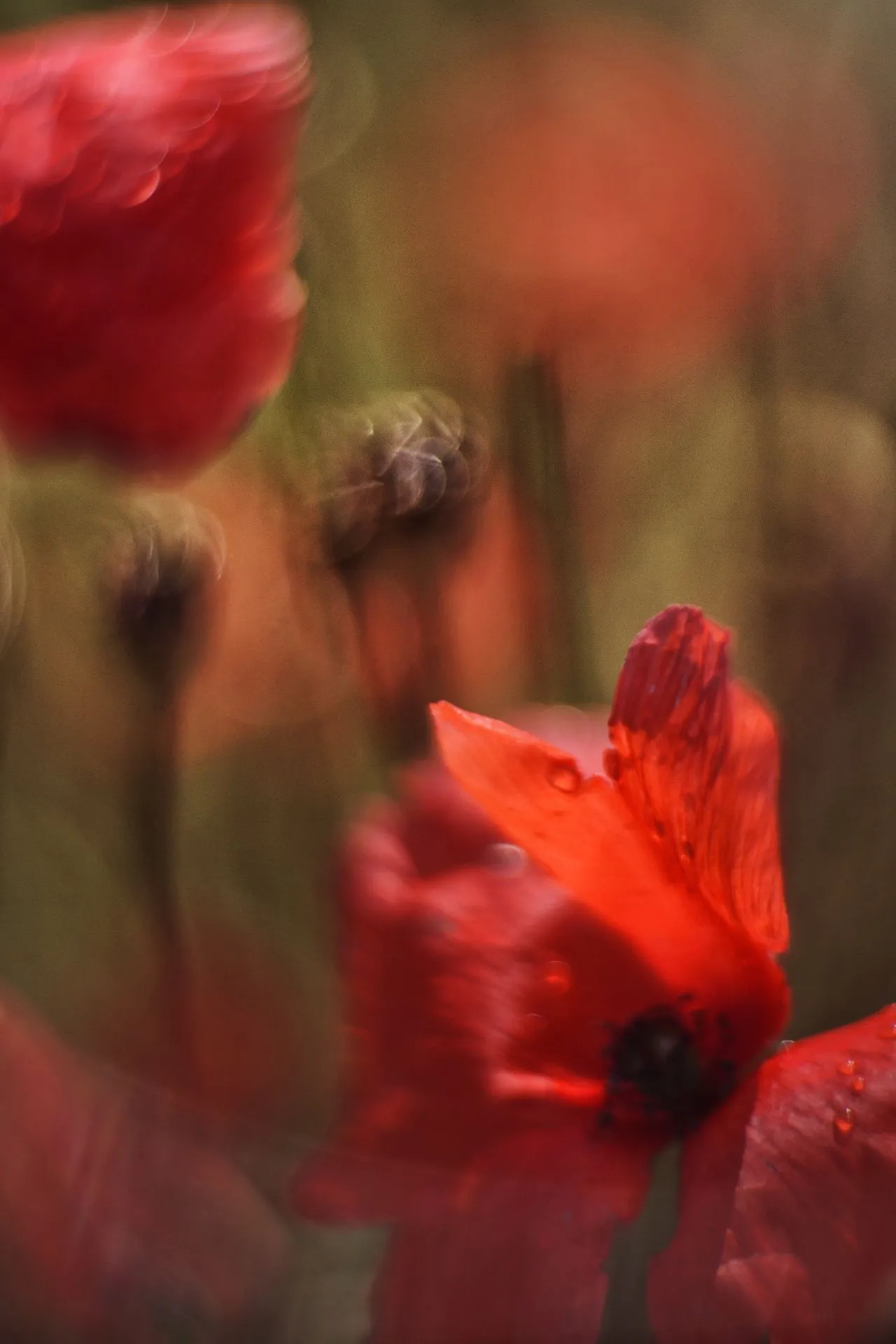 Mohn03.webp