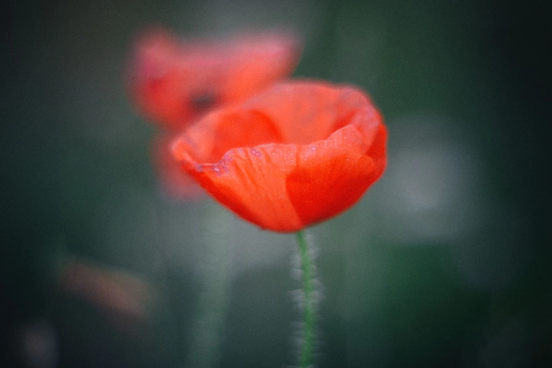 Mohn06.webp