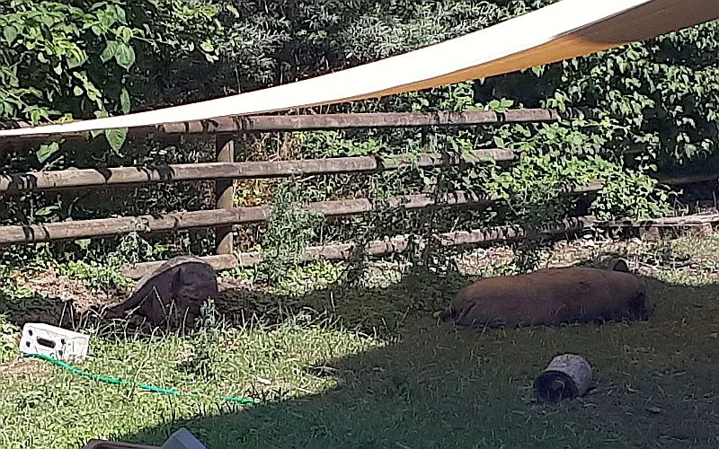 Molly und Näppi klein.jpg