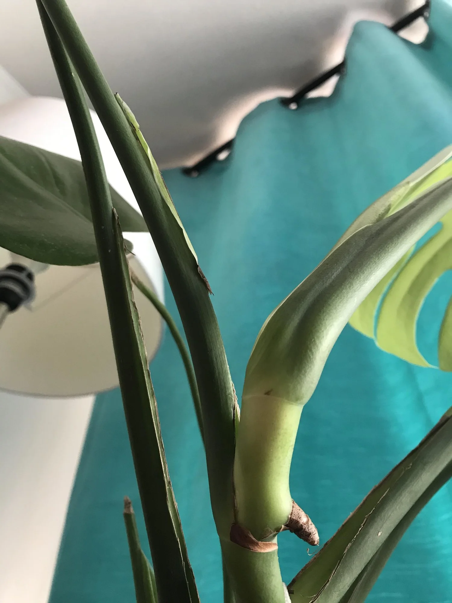 philodendron verrucosum standort Philodendron verrucosum