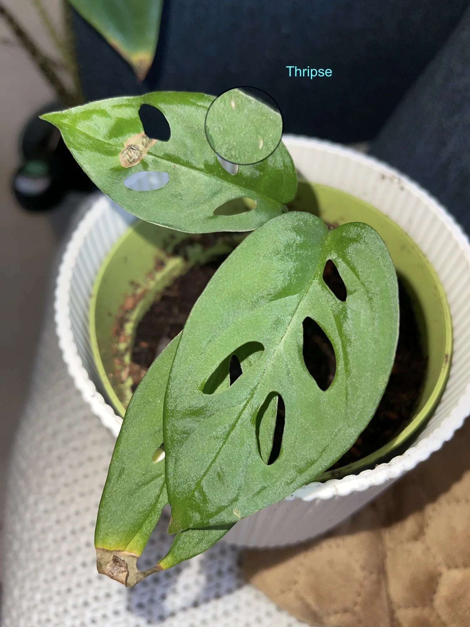 Monstera_Thripse.jpeg