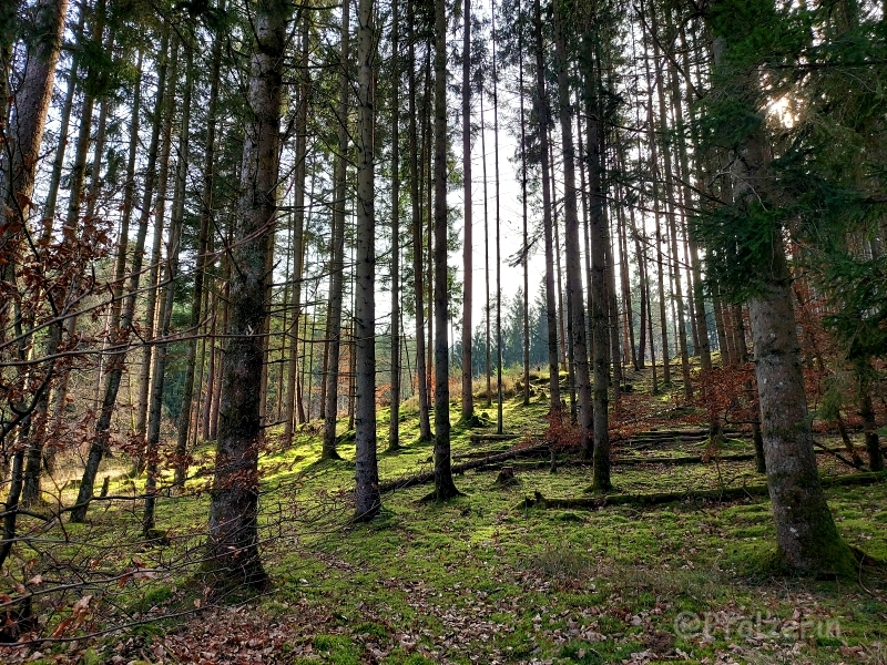 Mooswald.webp