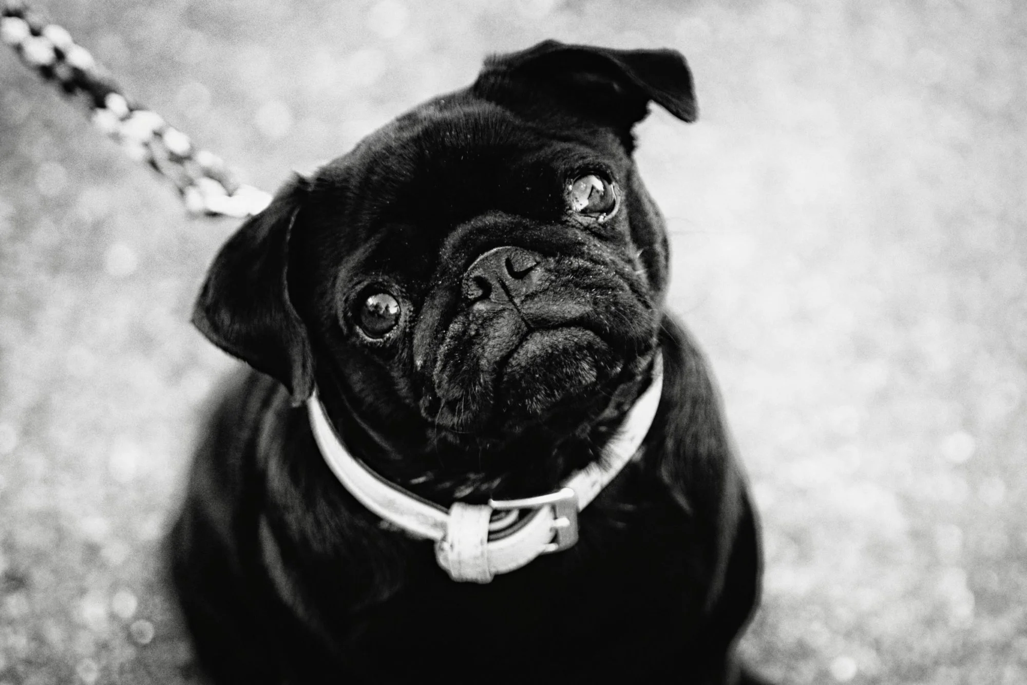 mops.webp