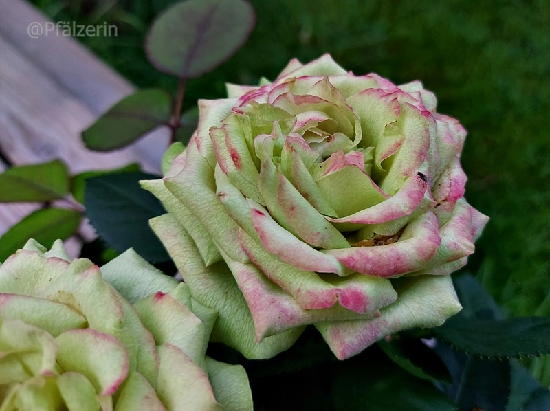 Morbide Rosenblüten im Topf.webp