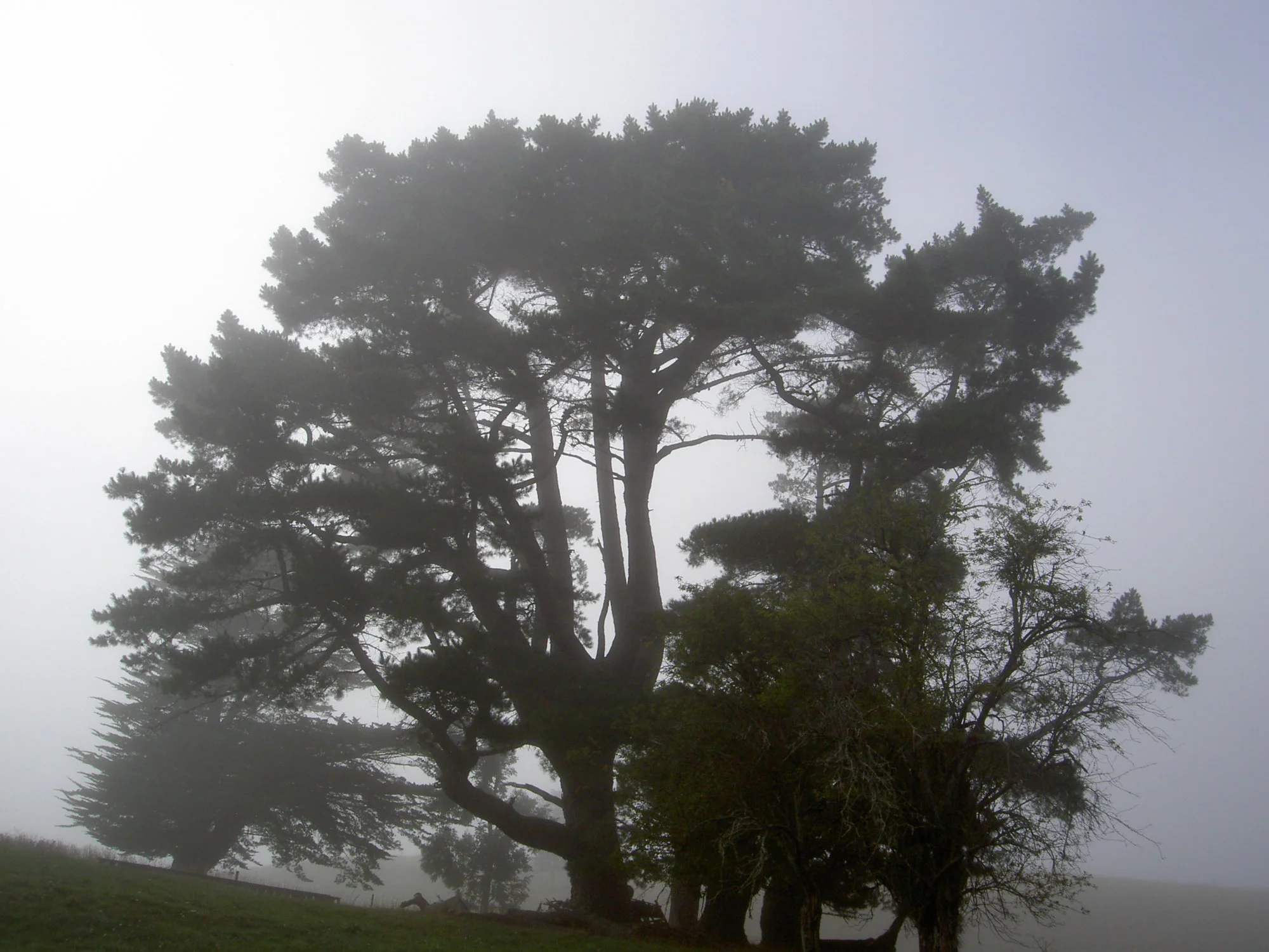 Morgenspaziergang v.webp