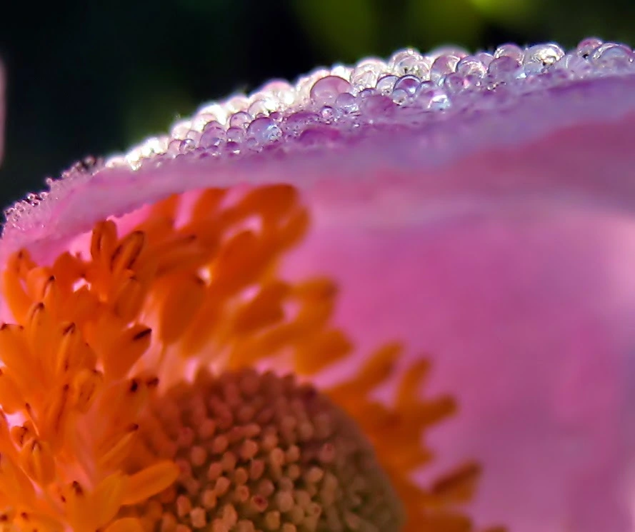 morgentau-915f1608-e65f-4a32-916f-d4aa69924f90.webp