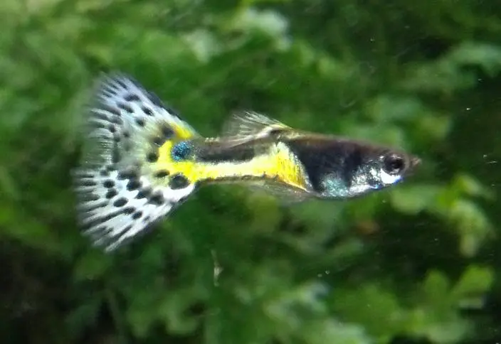 Moskau Saddleback  8.webp