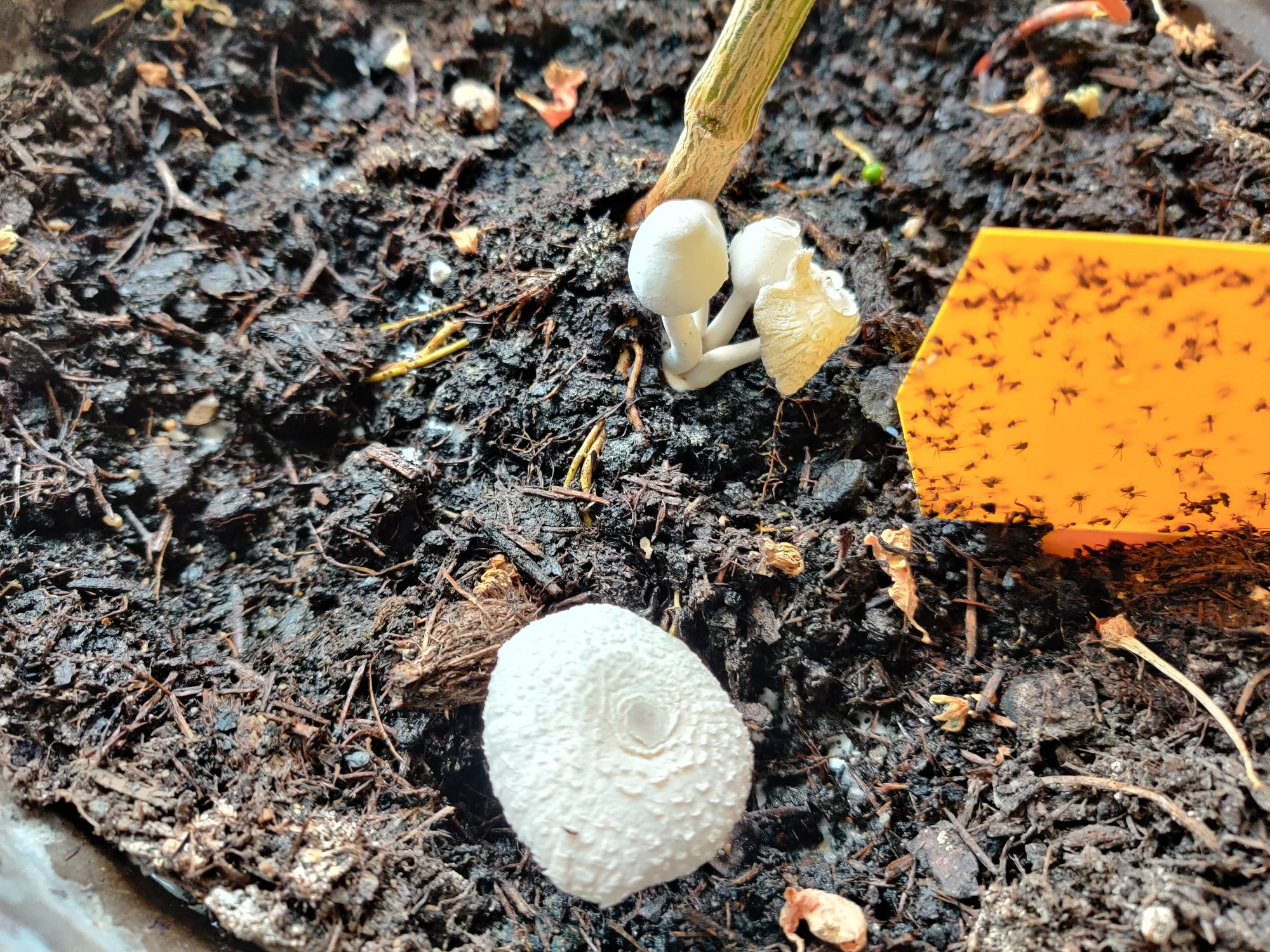 Sind diese Pilze im Blumentopf in irgendeiner Form schädlich