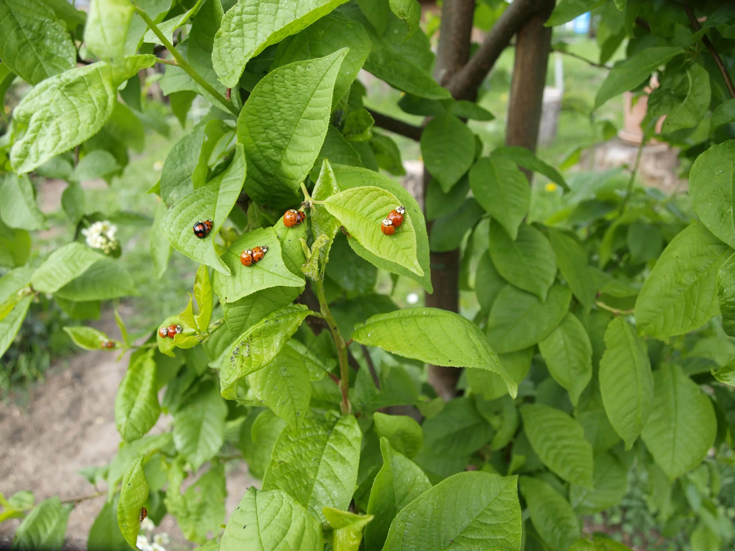 Gruppensex in Omas Garten