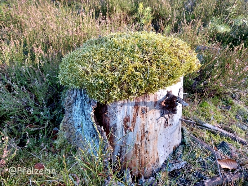 Natur-Hocker.webp