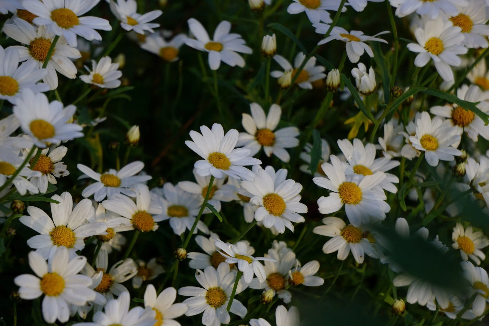 nbknnt012022.webp