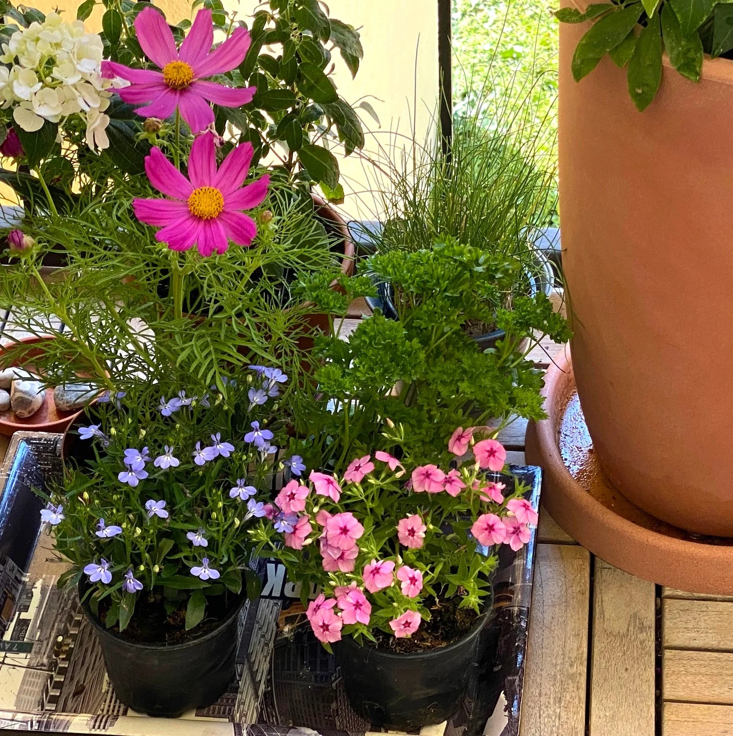 Neue Blumen.webp