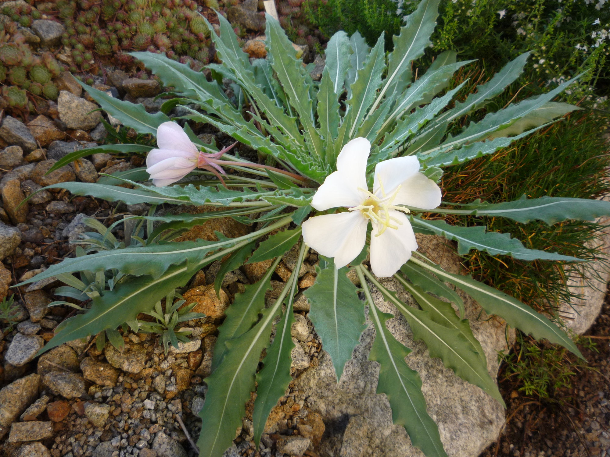 Oenothera caespitosa ssp. eximia_15.09.2019.JPG