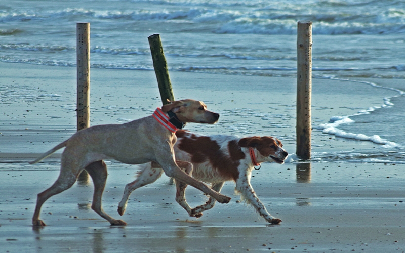 off leash_best buddies.JPG