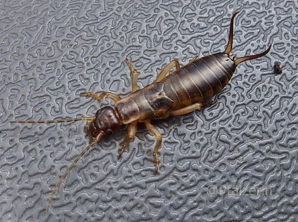 Ohrwurm auf Gartenstuhl.webp