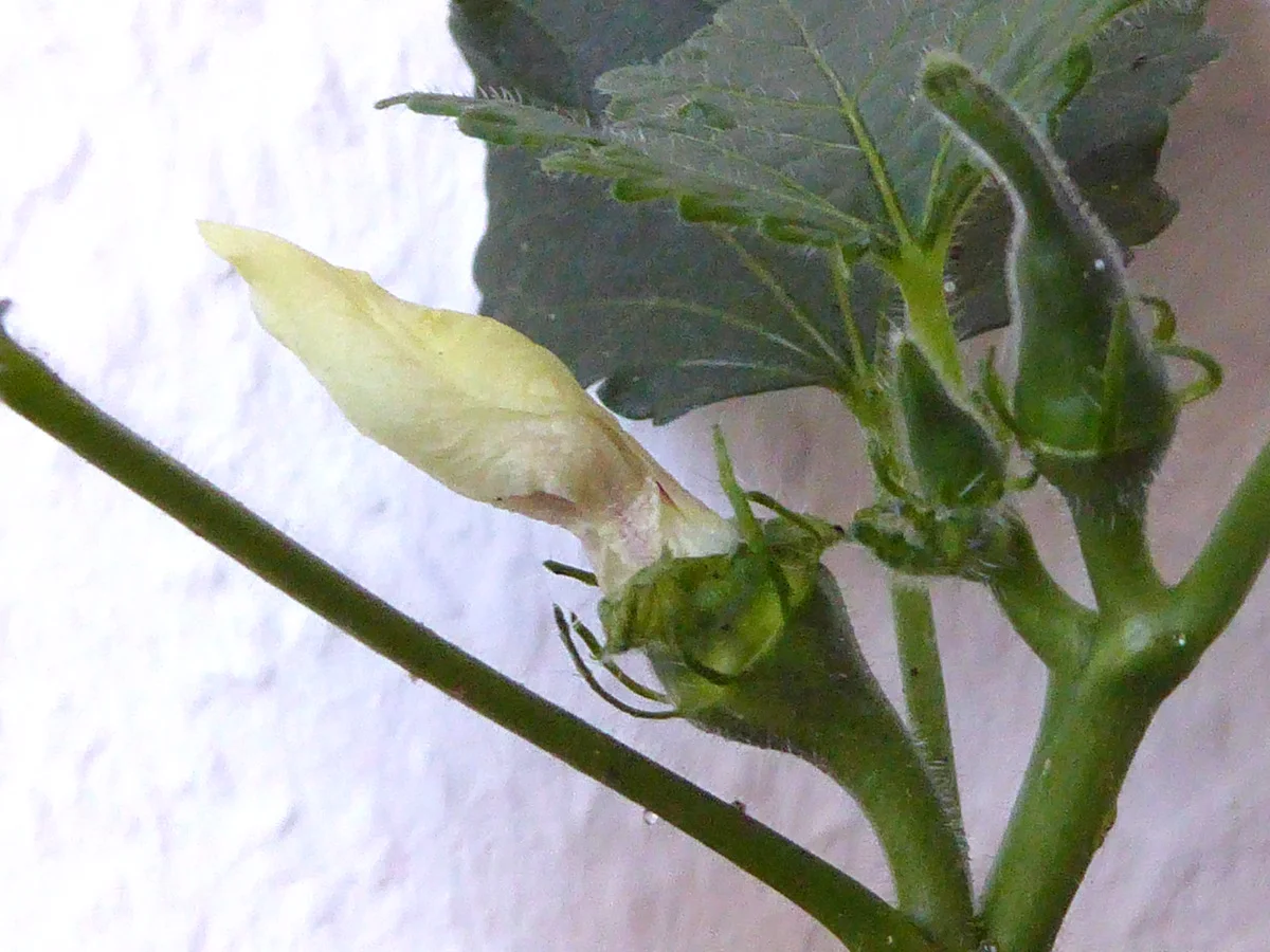 Okra Emerald.webp