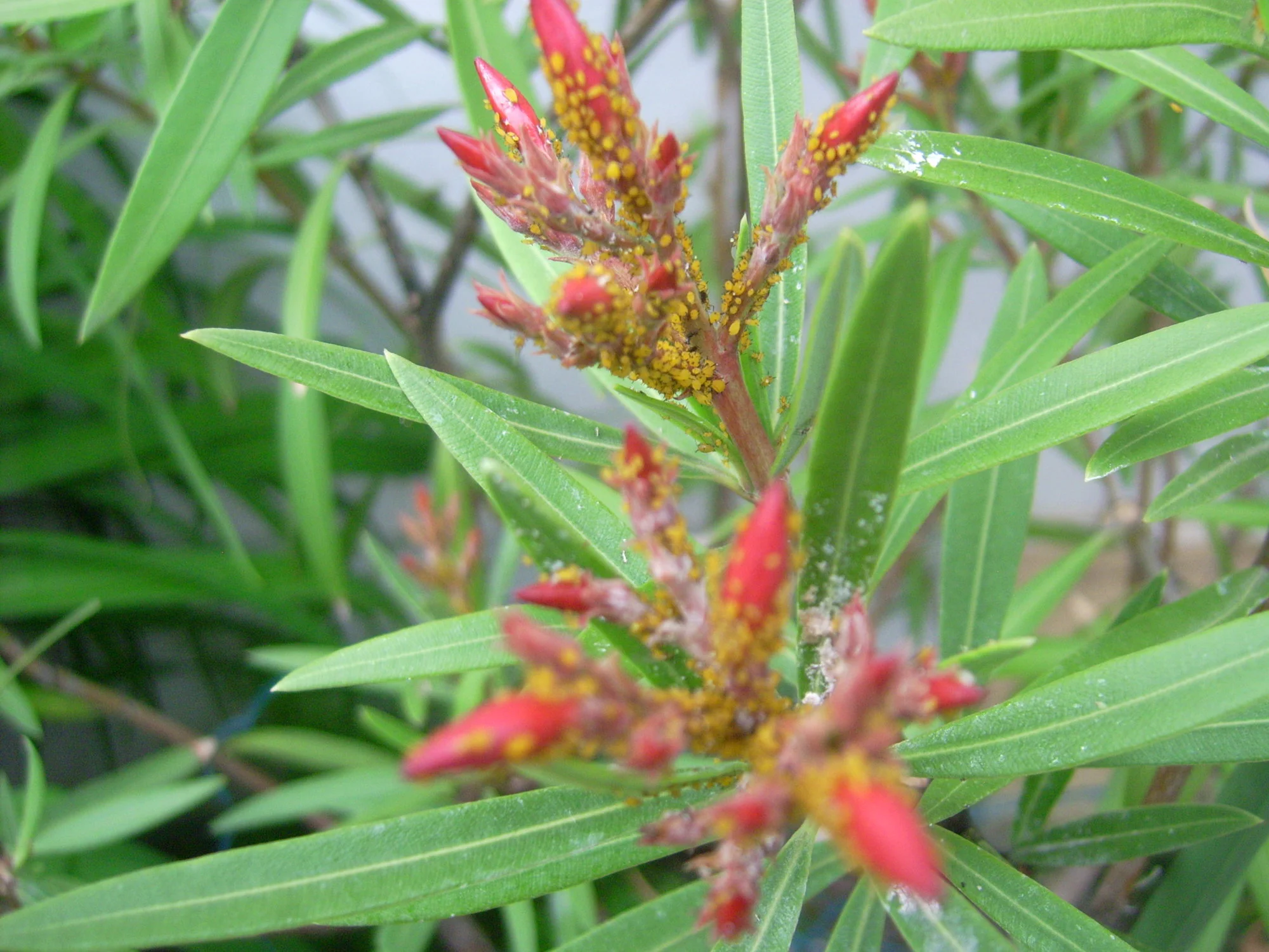 Oleander Läuse1.webp