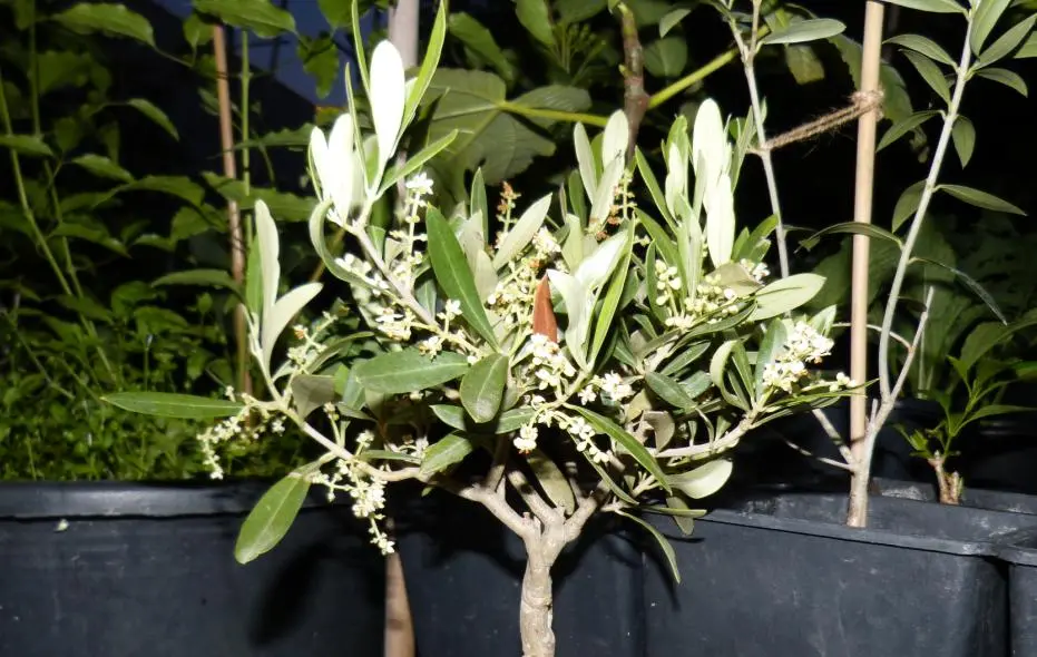 Olive Blüte.webp
