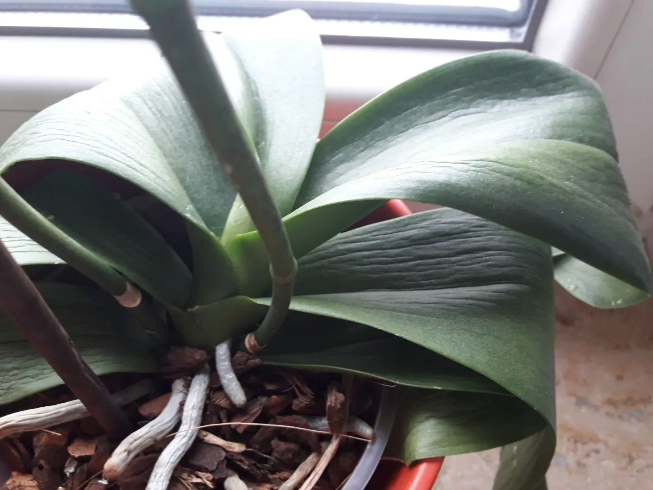 Hilfe ,meine Orchideen haben welke Blätter