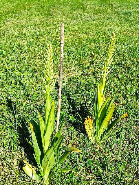 Orchidee.jpg