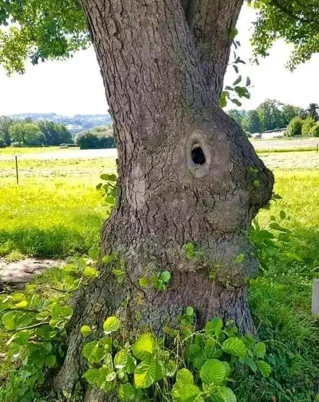 Osterbaum.webp