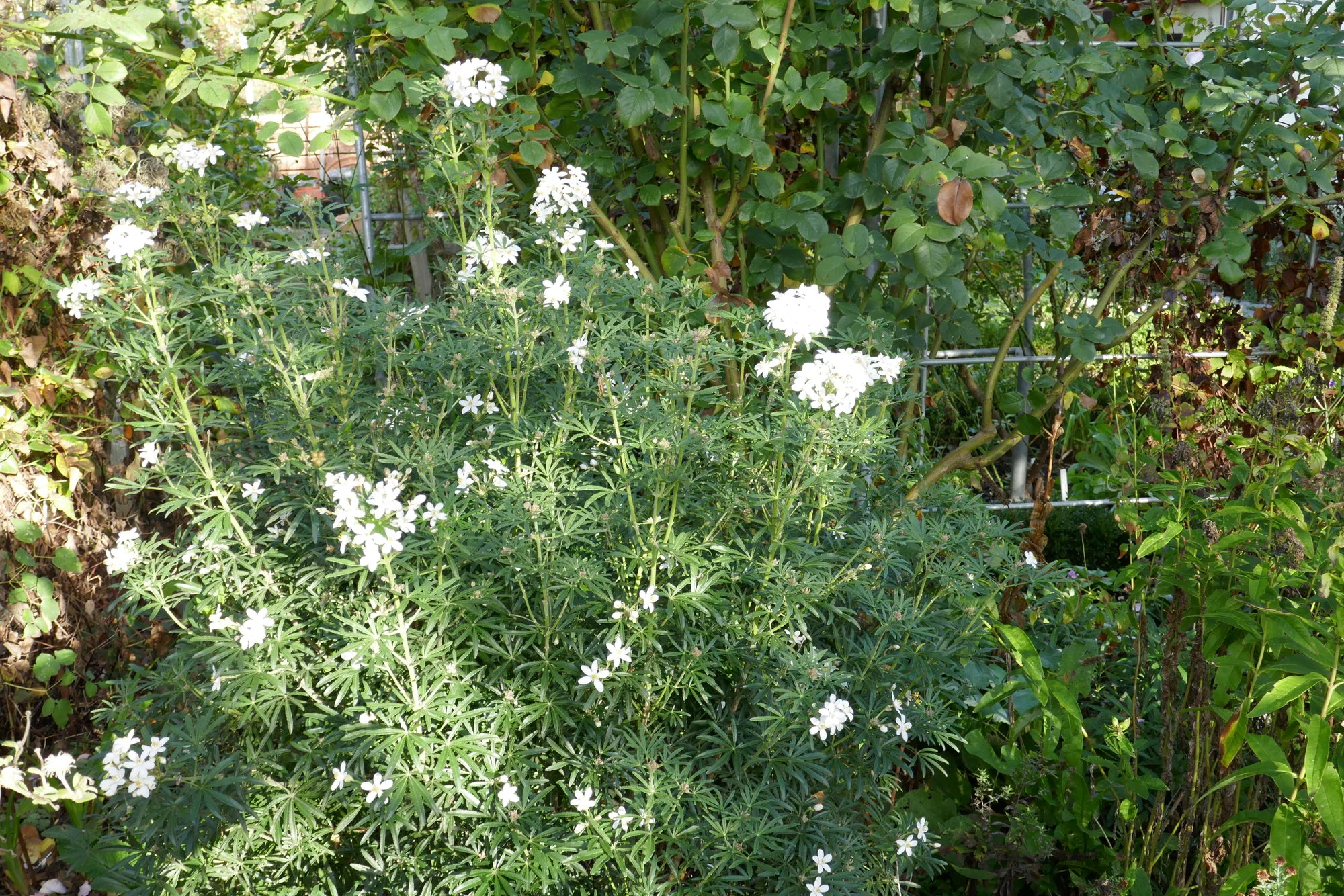 P1000134.JPG