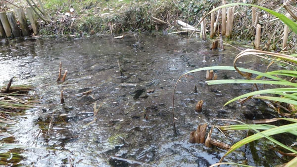 Algenplage im Naturteich was kann ich tun?