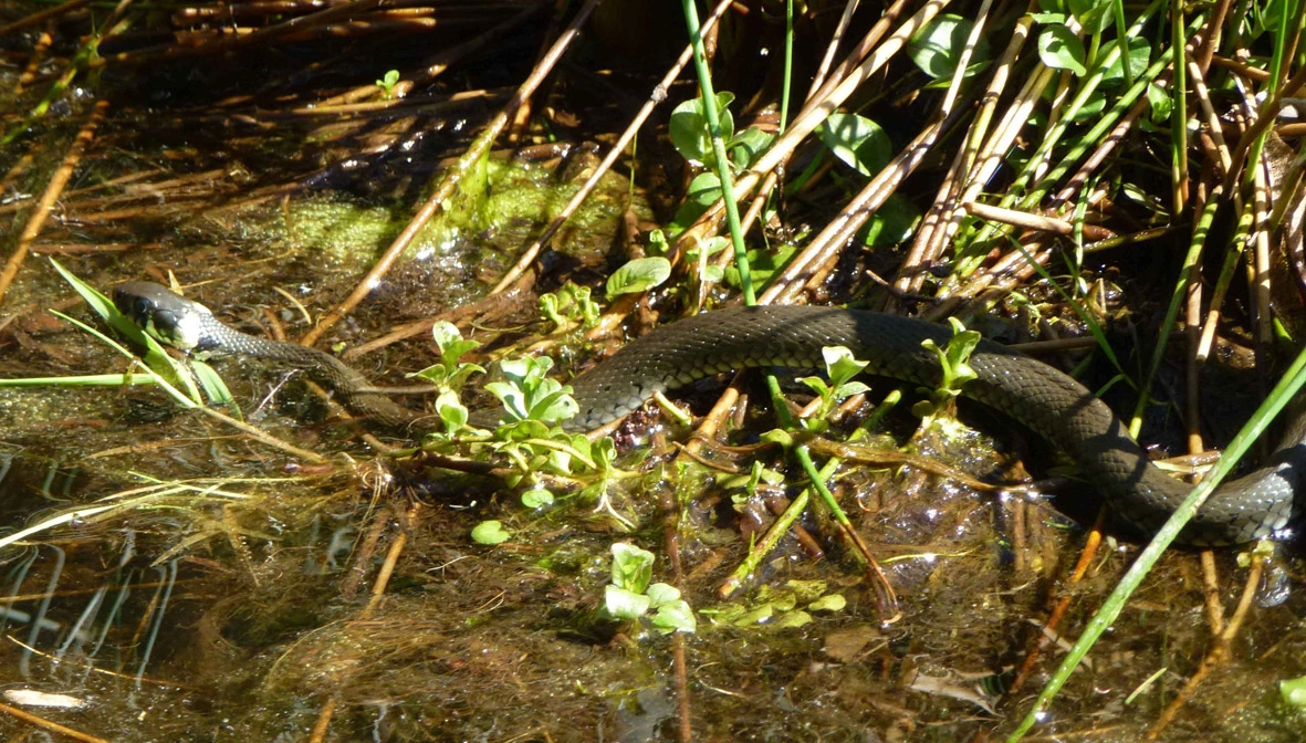 Ringelnatter im Teich
